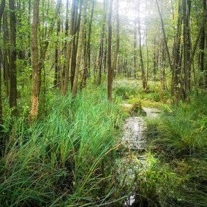 Moja strefa wpływu. NVC w relacjach hierarchicznych - czerwiec/lipiec 2026